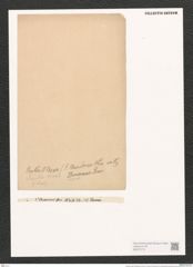 Synedra smithii O'Meara (de-Toni-Nr.: Genus 66, Species 2631) Zeichnungen Sammlung Grunow (NHMW-BOT-W0373770)